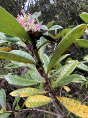 Rubiaceae