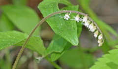 Ozomelis stauropetala