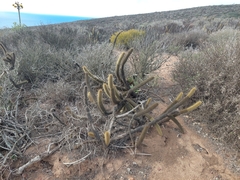 Bergerocactus emoryi