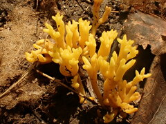 Clavulinopsis corniculata