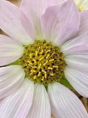 Iostephane heterophylla