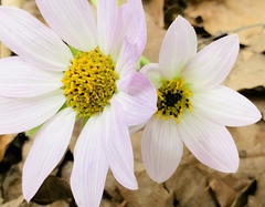 Iostephane heterophylla