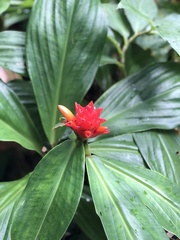 Costus comosus
