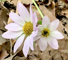 Iostephane heterophylla