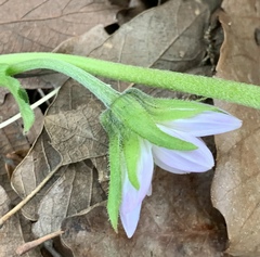 Iostephane heterophylla