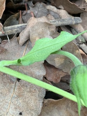 Iostephane heterophylla