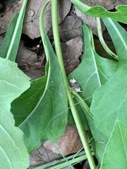 Iostephane heterophylla