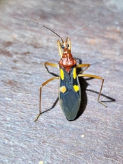 Zelurus transnominalis