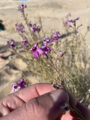 Penstemon thurberi