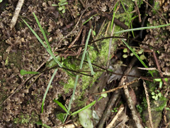 Parsonsia capsularis
