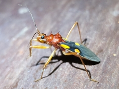 Zelurus transnominalis