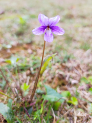 Viola inconspicua
