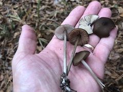 Entoloma hirtipes