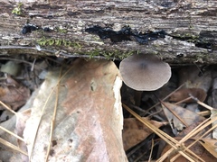 Entoloma hirtipes