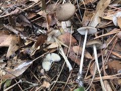 Entoloma hirtipes