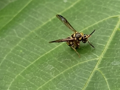 Stenodyneriellus guttulatus