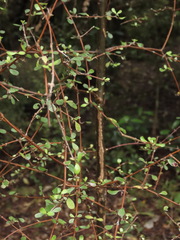 Coprosma rigida