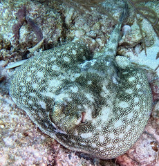 Urobatis jamaicensis