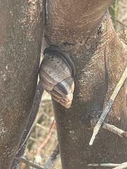 Porphyrobaphe iostoma