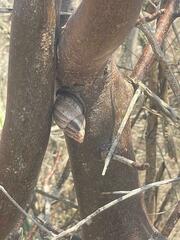 Porphyrobaphe iostoma