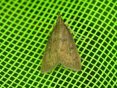 Pyraustinae