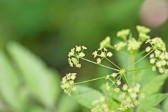 Osmorhiza occidentalis