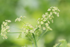 Osmorhiza occidentalis