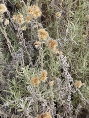 Pseudognaphalium beneolens