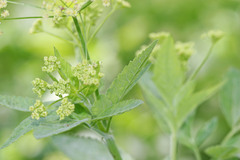 Osmorhiza occidentalis