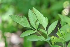 Osmorhiza occidentalis