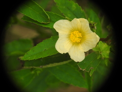 Sida ulmifolia