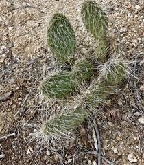 Opuntia polyacantha erinacea