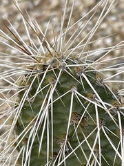 Opuntia polyacantha erinacea