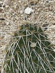 Opuntia polyacantha erinacea