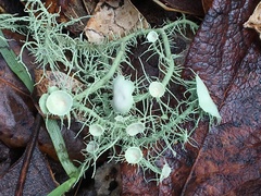 Usnea intermedia
