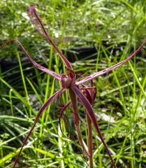 Caladenia filamentosa