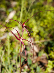 Caladenia filamentosa