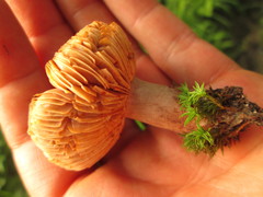 Lactarius quietus incanus