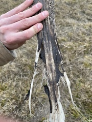 Polyodon spathula