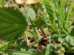 Malvastrum coromandelianum