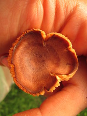 Lactarius quietus incanus