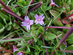 Epilobium confertifolium