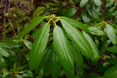 Rhododendron macrophyllum