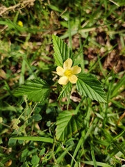 Malvastrum coromandelianum