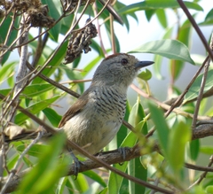 Thamnophilus ruficapillus