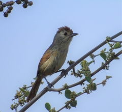 Thamnophilus ruficapillus