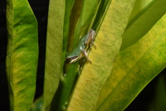 Hyla chinensis