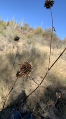 Helianthus annuus