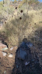 Helianthus annuus