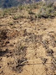 Chlorogalum pomeridianum